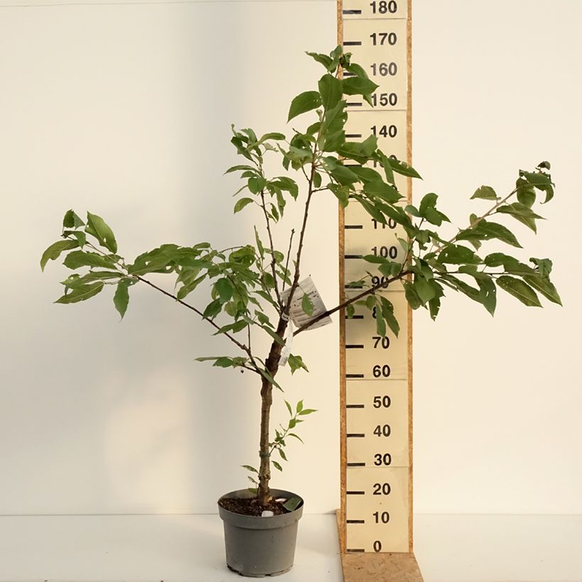 Prunus cerasus Belle Magnifique - Tart Cherry Tree 7.5L/10L pot, Goblet sample as delivered in summer