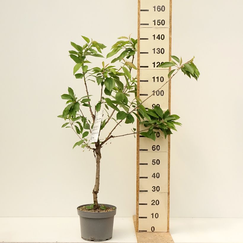 Prunus cerasus Belle Magnifique - Tart Cherry Tree 7.5L/10L pot, Goblet sample as delivered in spring