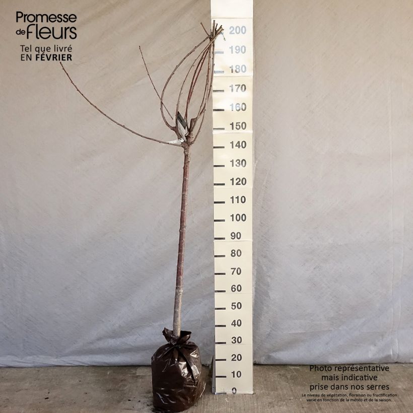 Prunus avium Bigarreau Bigalise - Cherry Tree Ready-to-plant root ball, Half standard sample as delivered in winter