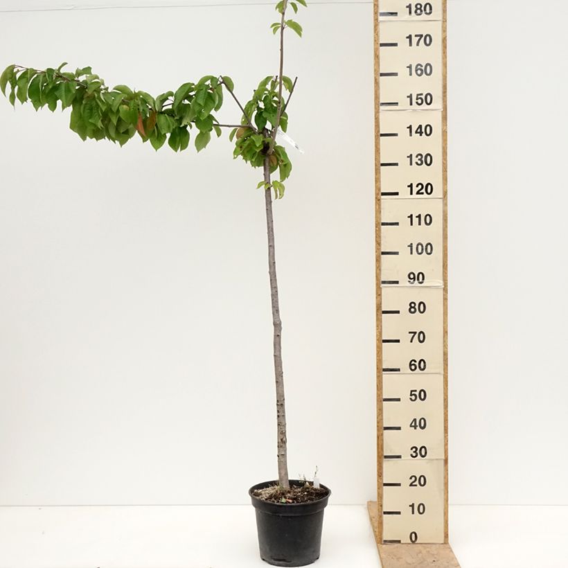 Prunus avium Bigarreau Bigalise - Cherry Tree 7.5L/10L pot, Half standard sample as delivered in spring