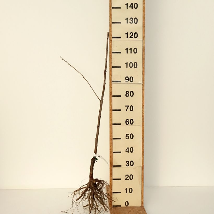 Prunus avium Bigarreau Blanc - Cherry Tree Bare root, Scion sample as delivered in winter