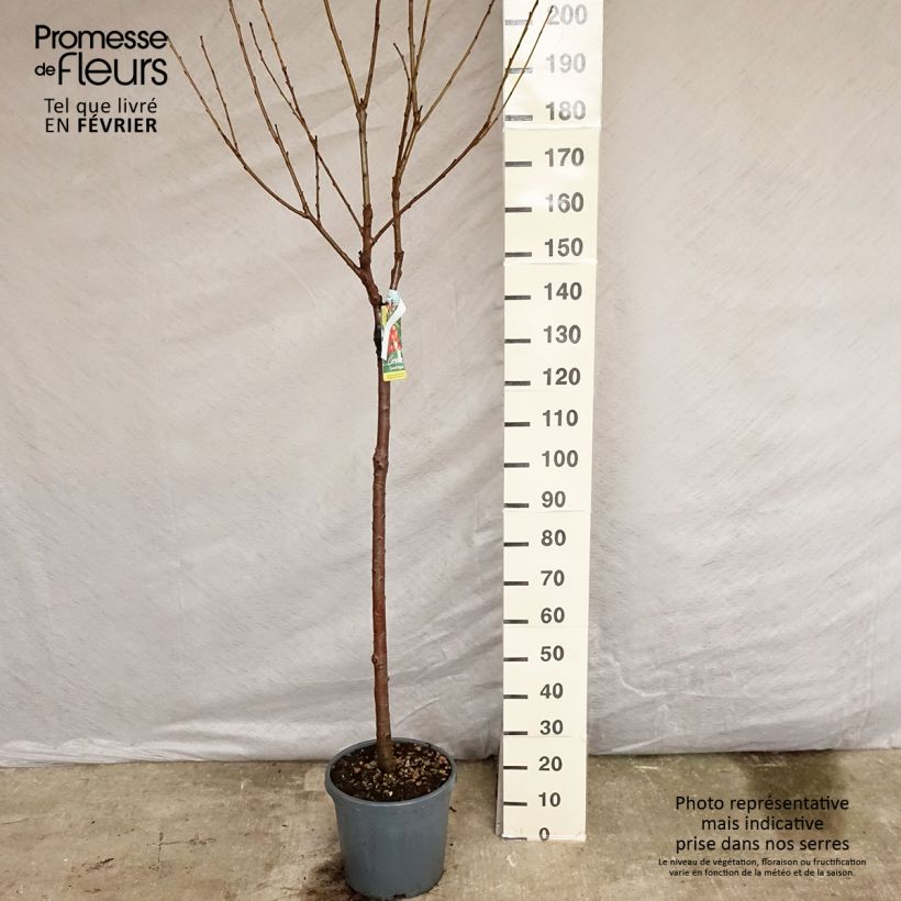 Prunus cerasus Bigarreau Coeur de Pigeon - Tart Cherry Tree 7.5L/10L pot, Half standard sample as delivered in winter