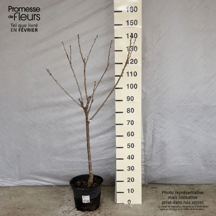Prunus cerasus Bigarreau Coeur de Pigeon - Tart Cherry Tree 7.5L/10L pot, Goblet sample as delivered in winter