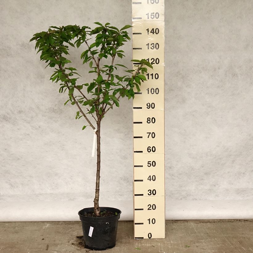 Prunus cerasus Bigarreau Coeur de Pigeon - Tart Cherry Tree 7.5L/10L pot, Goblet sample as delivered in spring