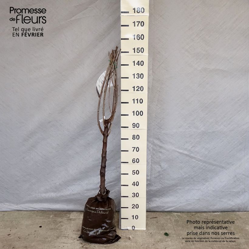 Prunus avium Bigarreau de La Saint Jean - Cherry Tree Ready-to-plant root ball, Goblet sample as delivered in winter