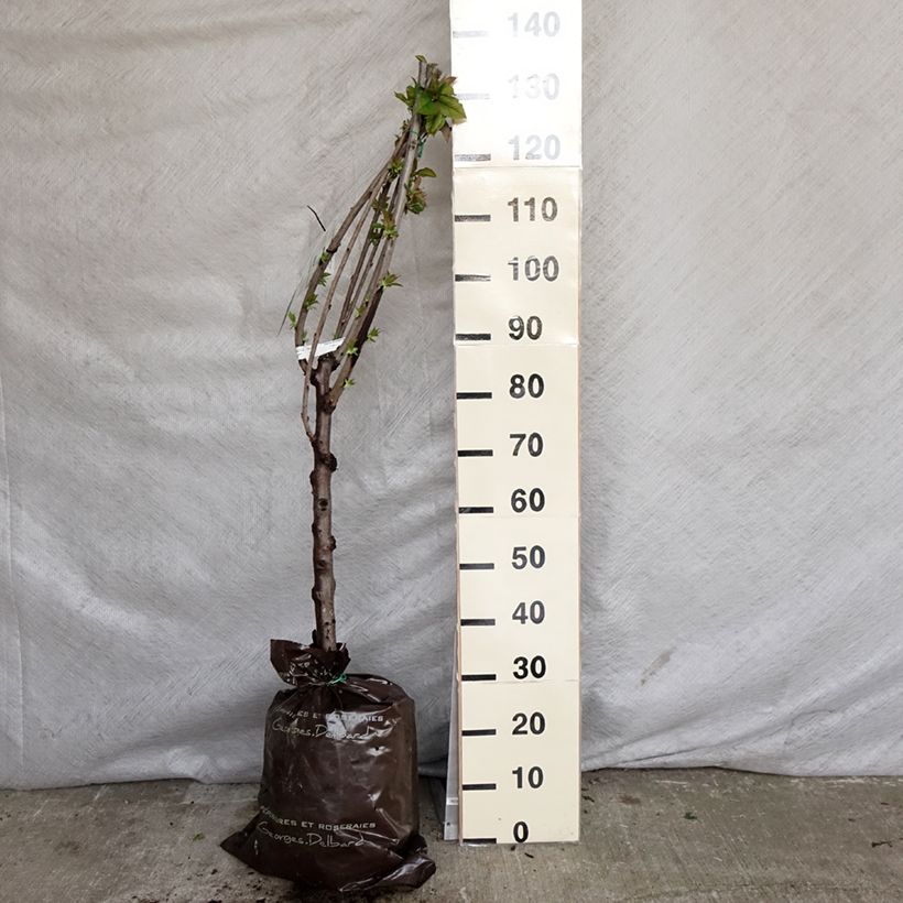 Prunus avium Bigarreau de La Saint Jean - Cherry Tree Ready-to-plant root ball, Goblet sample as delivered in spring