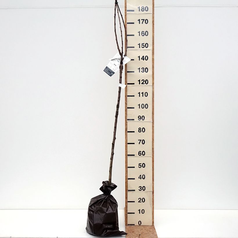 Prunus avium Bigarreau de La Saint Jean - Cherry Tree Ready-to-plant root ball, Half standard sample as delivered in autumn