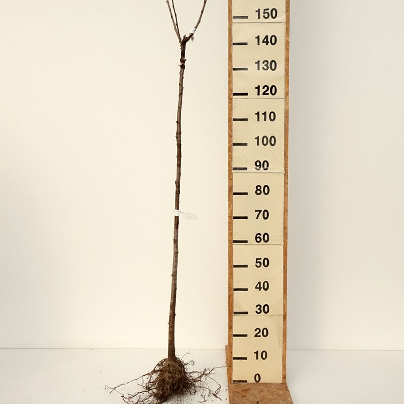 Prunus avium Bigarreau de La Saint Jean - Cherry Tree Bare root, Half standard sample as delivered in winter