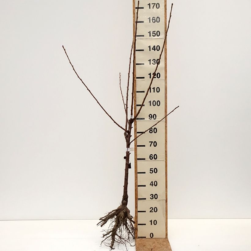Prunus avium Bigarreau de La Saint Jean - Cherry Tree Bare root, Goblet sample as delivered in winter
