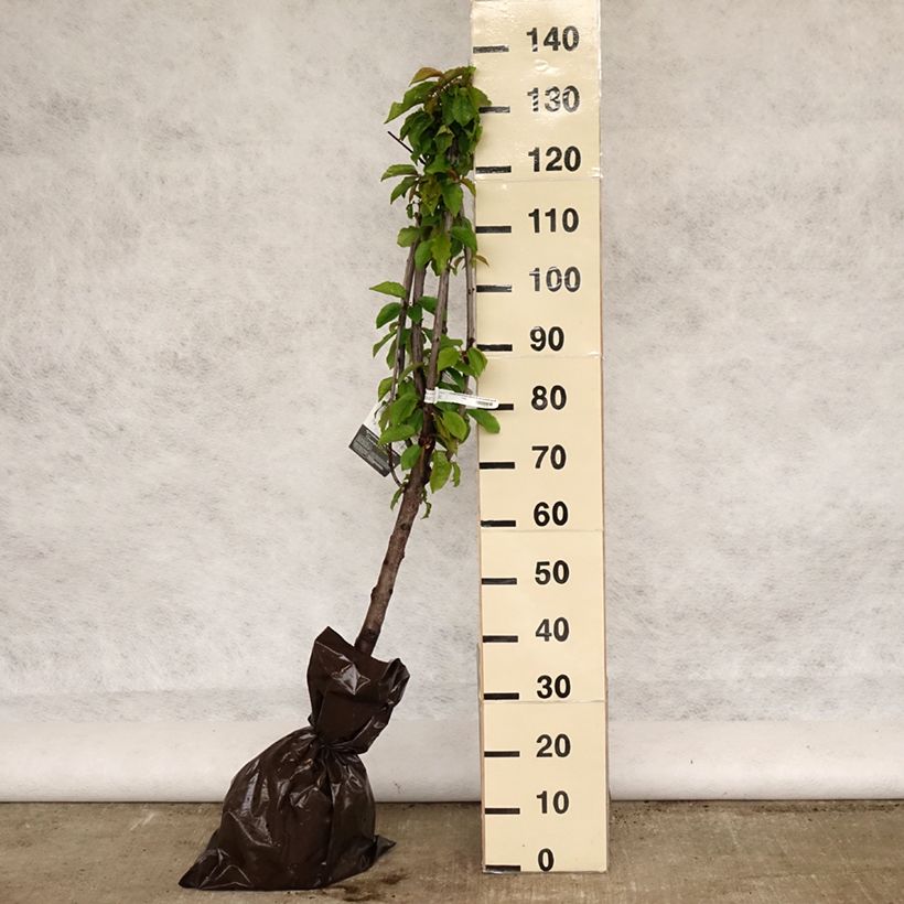 Prunus avium Bigarreau Délice de Malicorne - Cherry Tree Ready-to-plant root ball, Goblet sample as delivered in spring