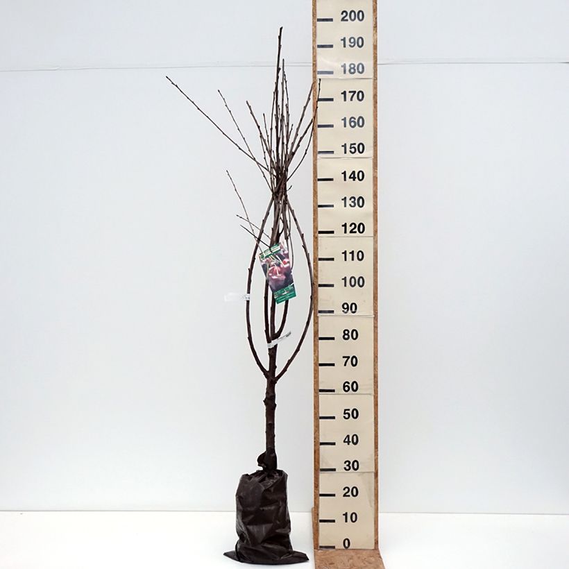 Prunus avium Bigarreau Délice de Malicorne - Cherry Tree Ready-to-plant root ball, Goblet sample as delivered in autumn