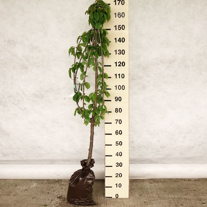 Prunus avium Bigarreau hâtif Delbard - Cherry Tree Ready-to-plant root ball, Goblet sample as delivered in spring