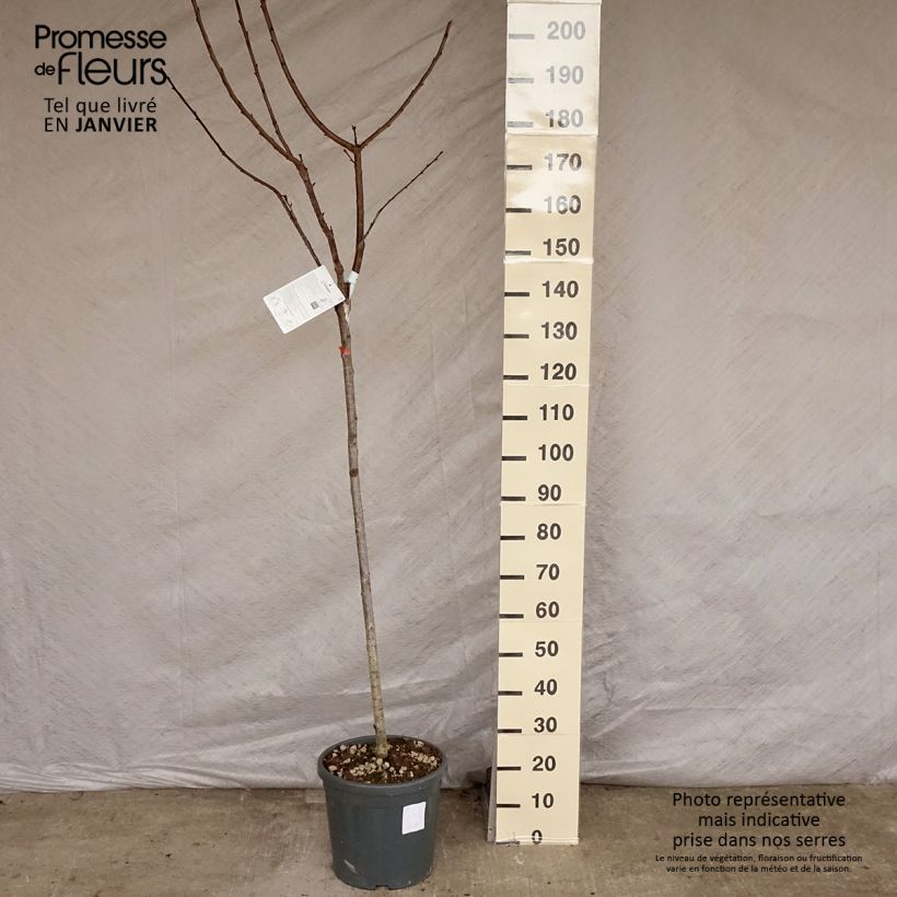Prunus cerasus Bigarreau Hedelfingen - Tart Cherry Tree 7.5L/10L pot, Half standard sample as delivered in winter