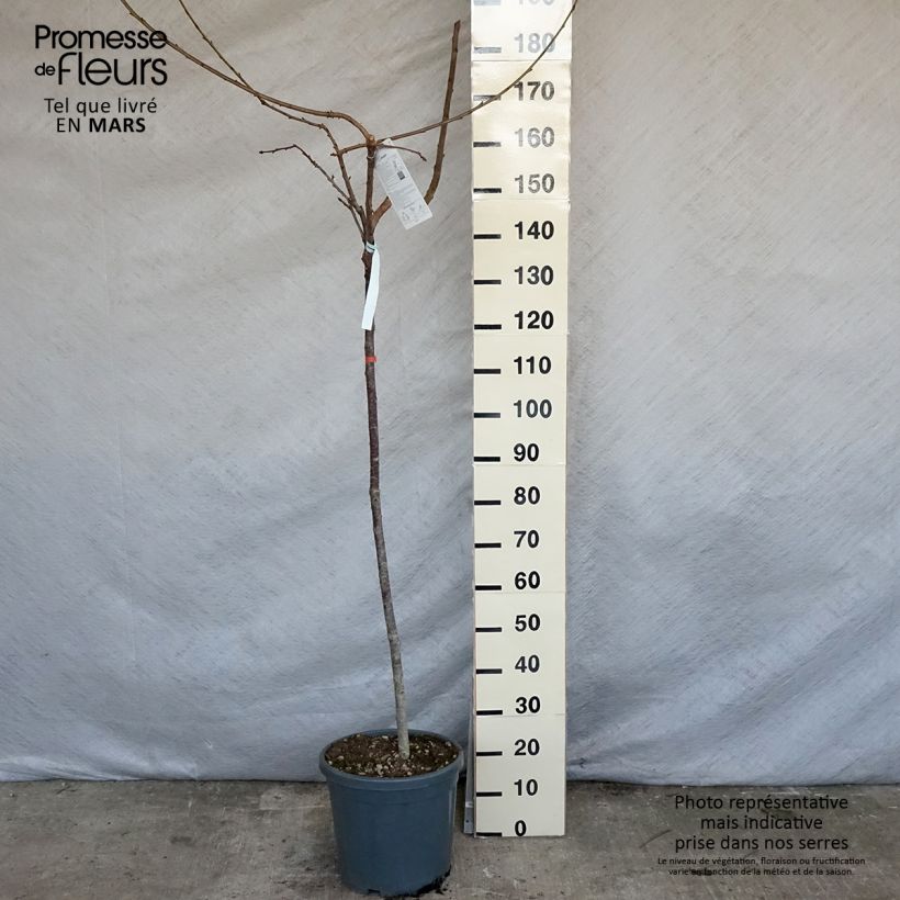 Prunus cerasus Bigarreau Hedelfingen - Tart Cherry Tree 7.5L/10L pot, Half standard sample as delivered in spring