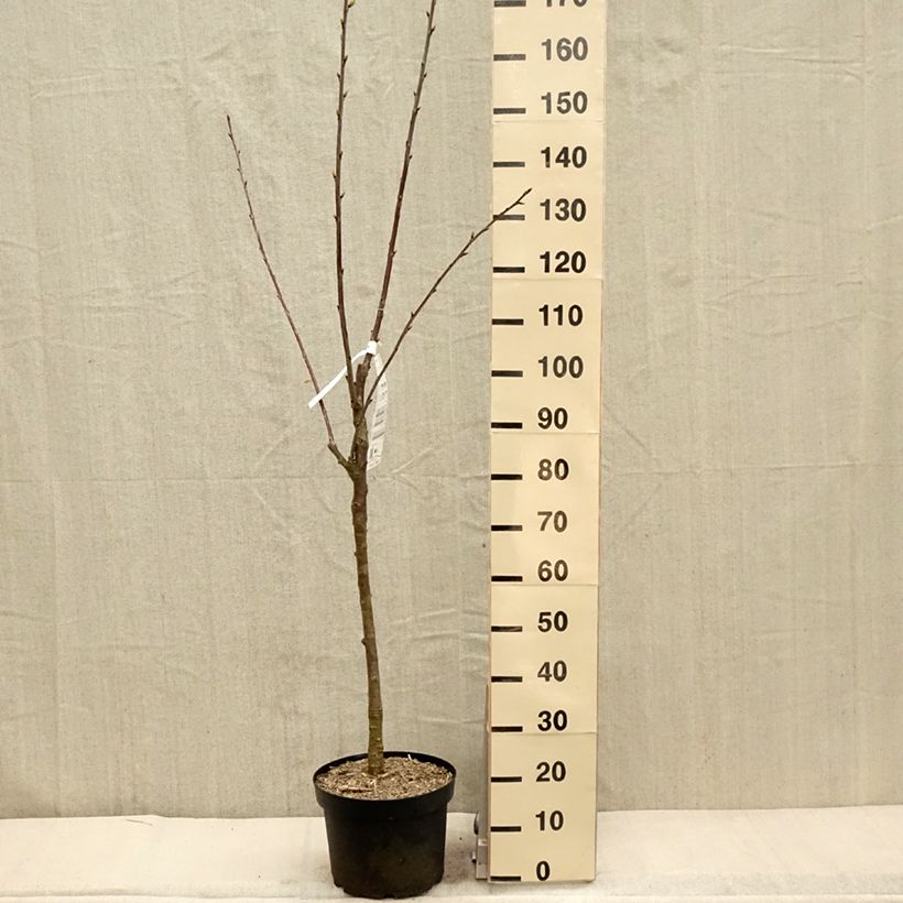Prunus cerasus Marmotte - Tart Cherry 7.5L/10L pot, Goblet sample as delivered in spring