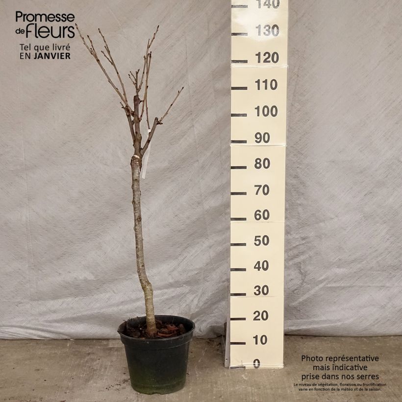 Prunus avium Moreau - Cherry Tree 7.5L/10L pot, Goblet sample as delivered in winter