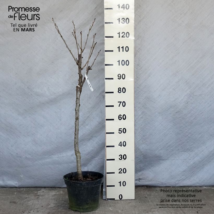 Prunus avium Moreau - Cherry Tree 7.5L/10L pot, Goblet sample as delivered in spring