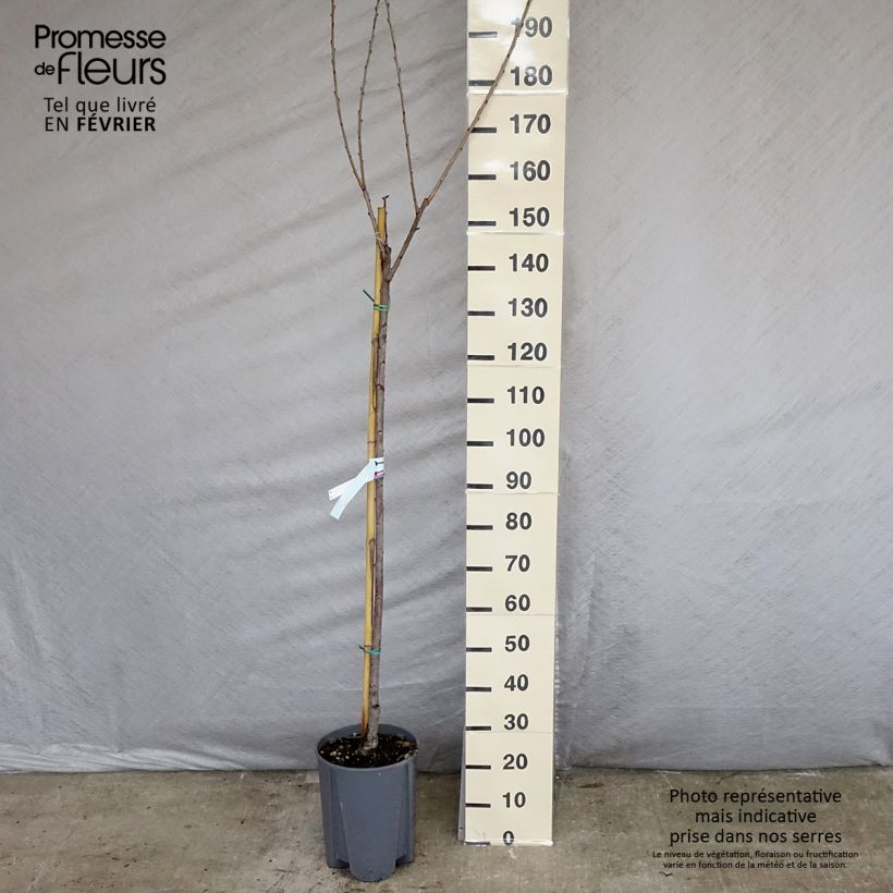 Prunus cerasus Bigarreau Napoléon - Tart Cherry Tree 7.5L/10L pot, Half standard sample as delivered in winter