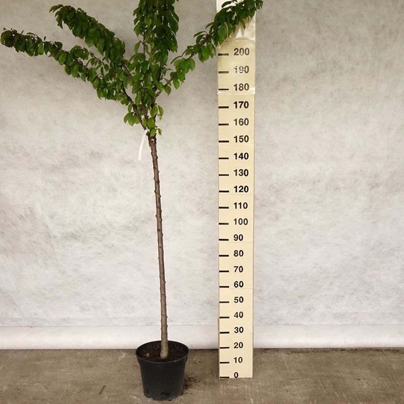 Prunus cerasus Bigarreau Napoléon - Tart Cherry Tree 7.5L/10L pot, Half standard sample as delivered in spring