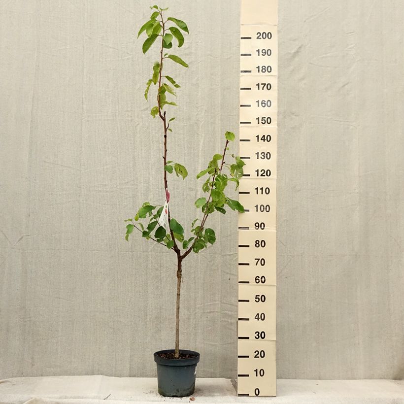 Prunus cerasus Bigarreau Napoléon - Tart Cherry Tree 7.5L/10L pot, Goblet sample as delivered in summer