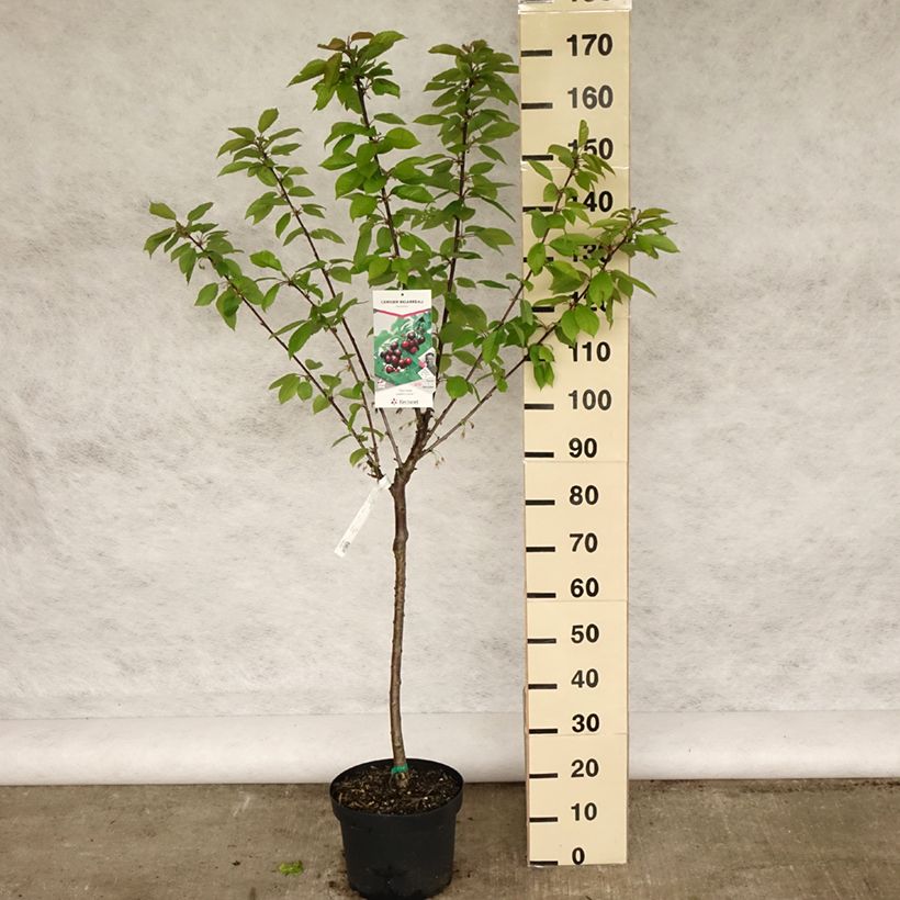 Prunus avium Bigarreau Reverchon - Cherry Tree 7.5L/10L pot, Goblet sample as delivered in spring