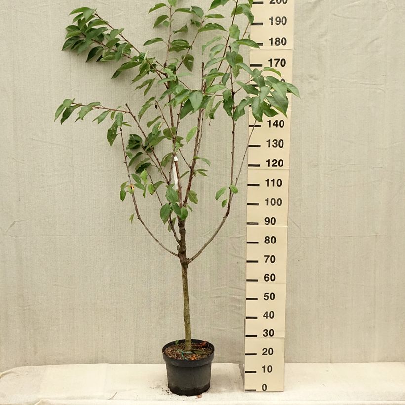 Prunus avium Bigarreau Summit - Cherry Tree 7.5L/10L pot, Goblet sample as delivered in summer