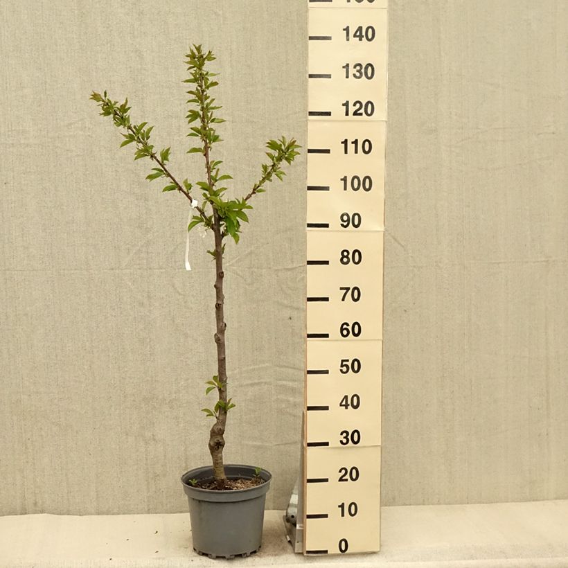 Prunus avium Bigarreau Summit - Cherry Tree 7.5L/10L pot, Goblet sample as delivered in spring