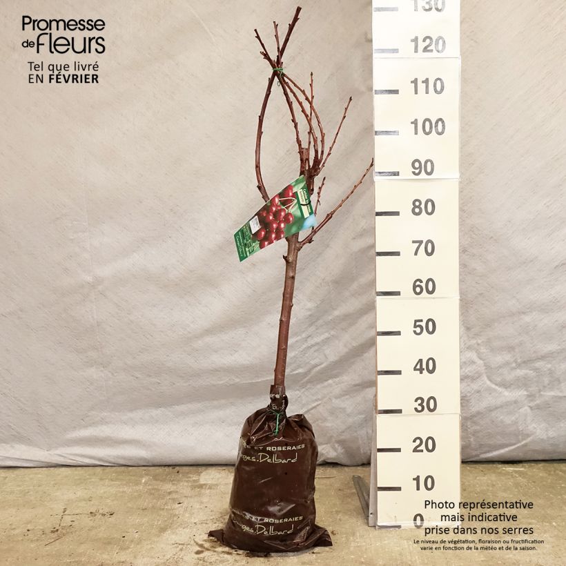Prunus avium Bigarreau Sunburst - Cherry Tree Ready-to-plant root ball, Goblet sample as delivered in winter