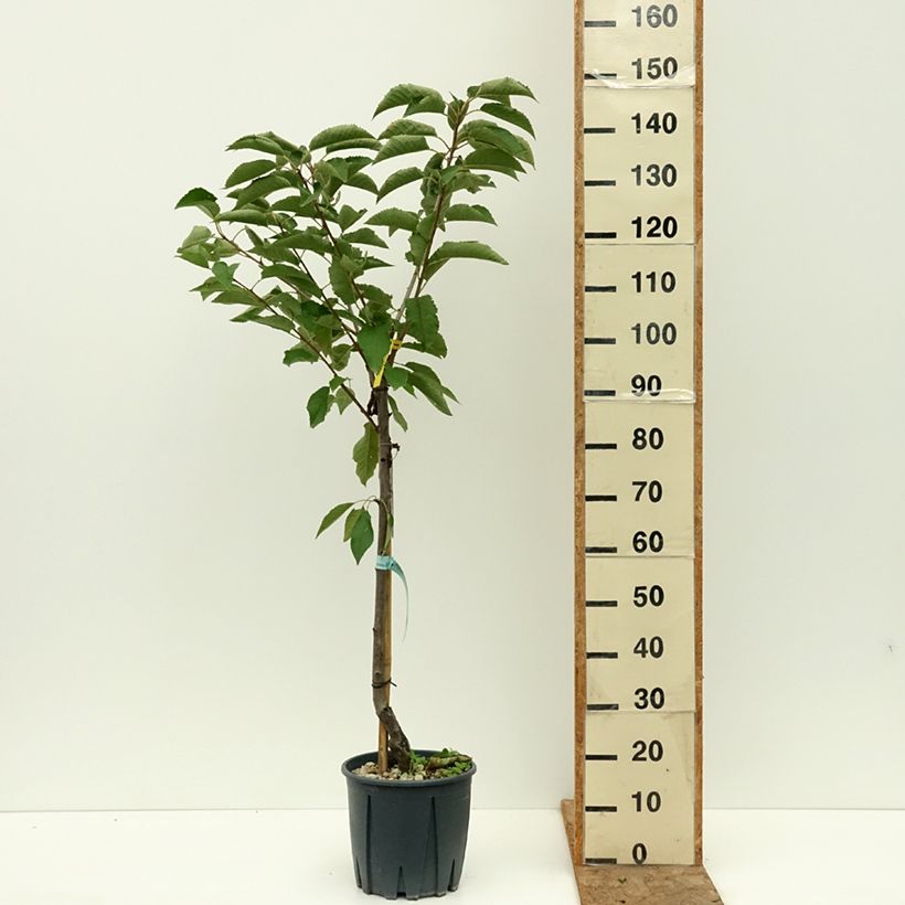 Prunus avium Bigarreau Sweetheart - Cherry Tree 7.5L/10L pot, Goblet sample as delivered in summer