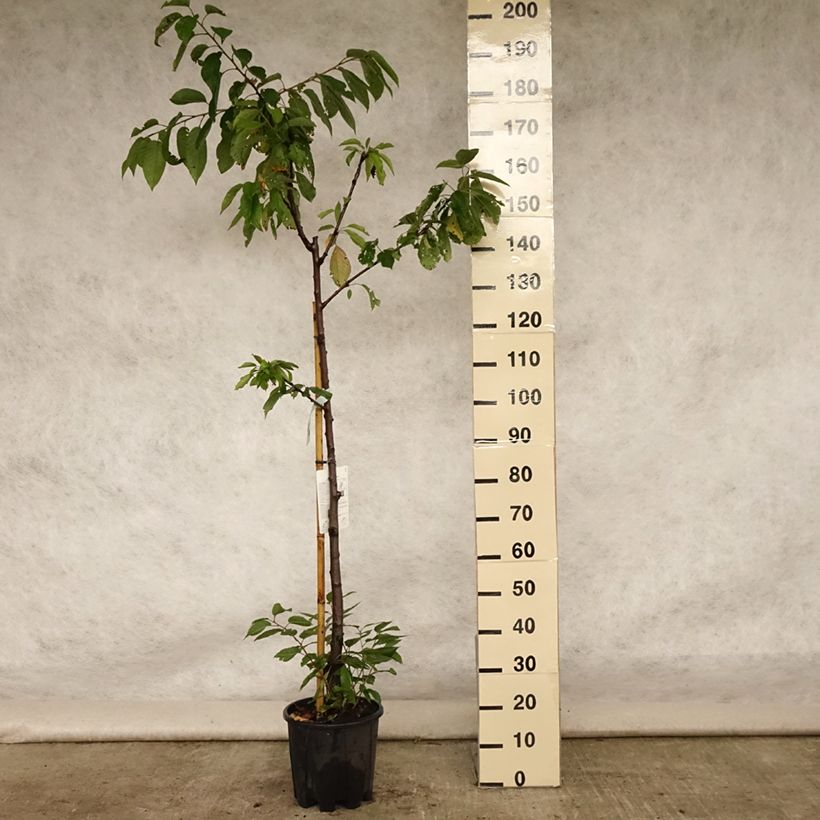 Cerisier Bigarreau Van Pot de 7,5L/10L, Demi-Tige sample as delivered in summer