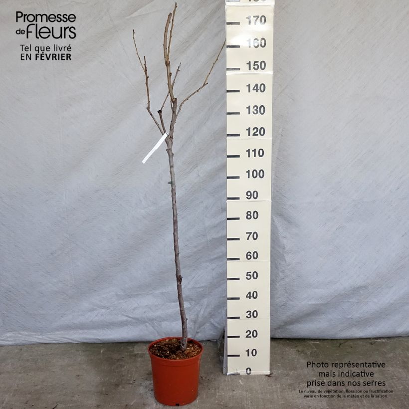 Prunus avium Van - Cherry Tree 7.5L/10L pot, Goblet sample as delivered in winter