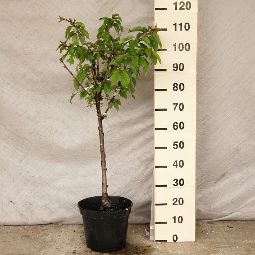 Prunus avium Van - Cherry Tree 7.5L/10L pot, Goblet sample as delivered in spring