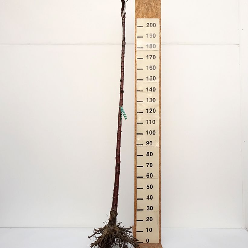 Prunus avium Van - Cherry Tree Bare root, Standard sample as delivered in winter