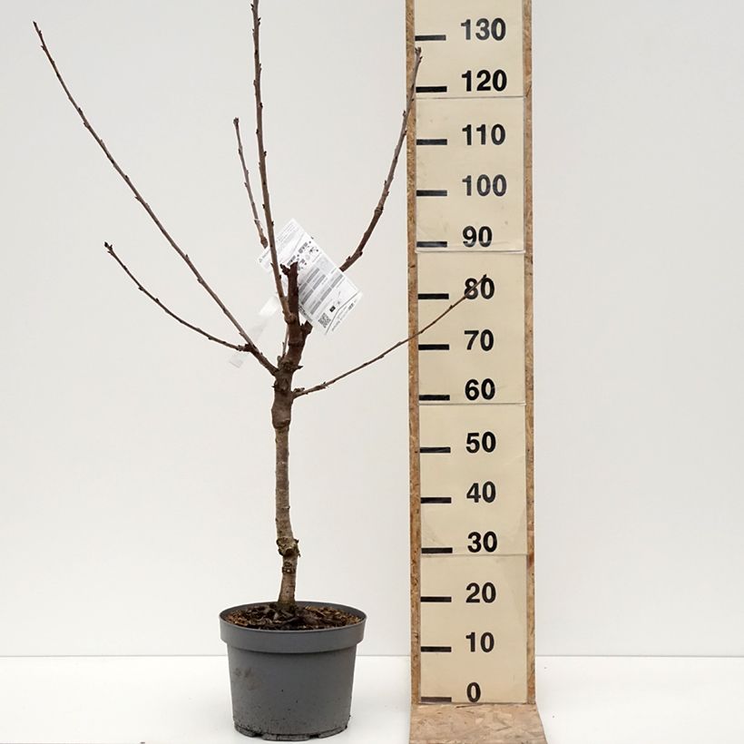 Prunus cerasus Belle Magnifique - Tart Cherry Tree 7.5L/10L pot, Goblet sample as delivered in winter