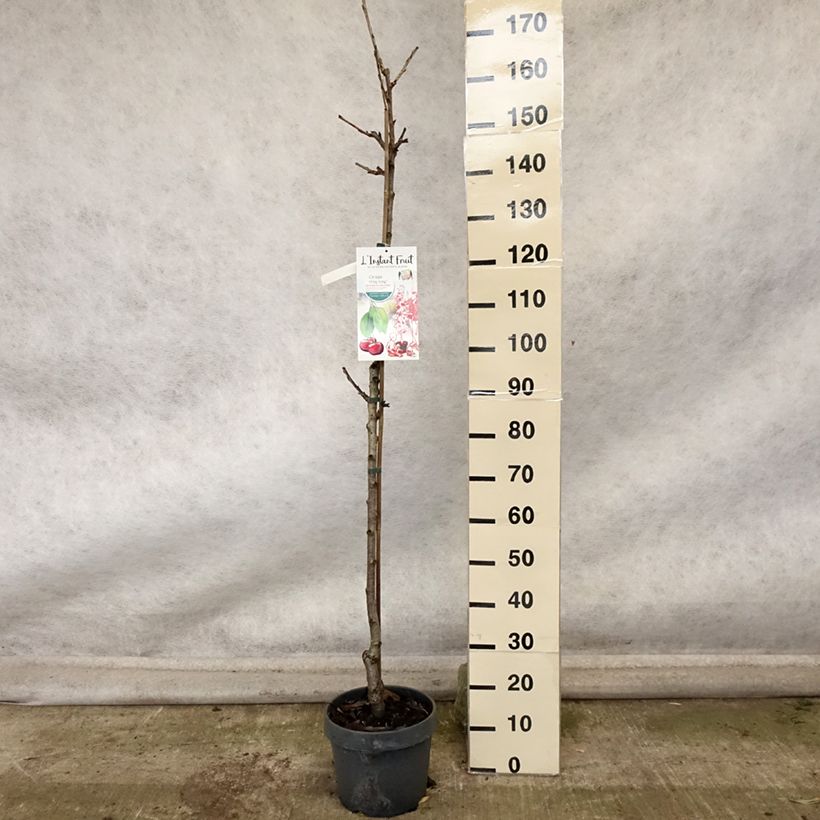 Prunus cerasus Hong kong - Tart Cherry Tree 6L/7L pot, Columnar sample as delivered in autumn