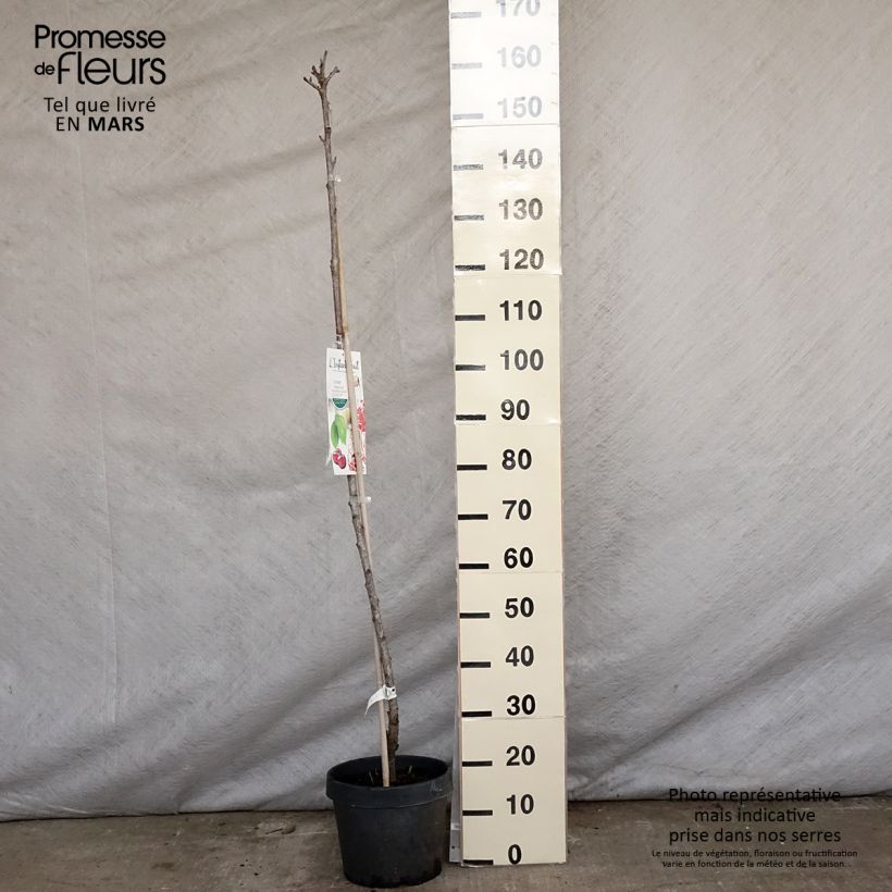 Prunus cerasus Hong kong - Tart Cherry Tree 6L/7L pot, Columnar sample as delivered in spring