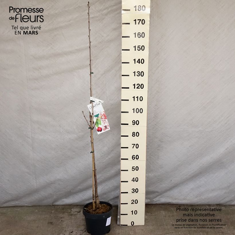 Prunus cerasus Shangai - Tart Cherry 6L/7L pot, Columnar sample as delivered in spring