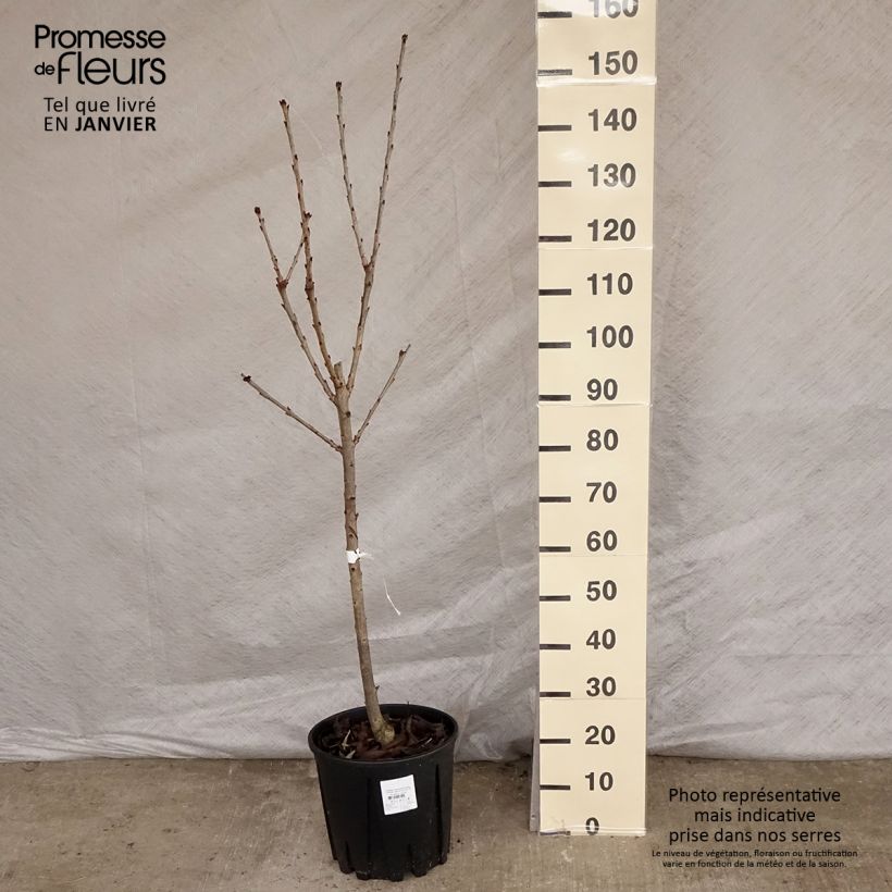 Prunus avium Sylvia - Cherry Tree 7.5L/10L pot, Goblet sample as delivered in winter