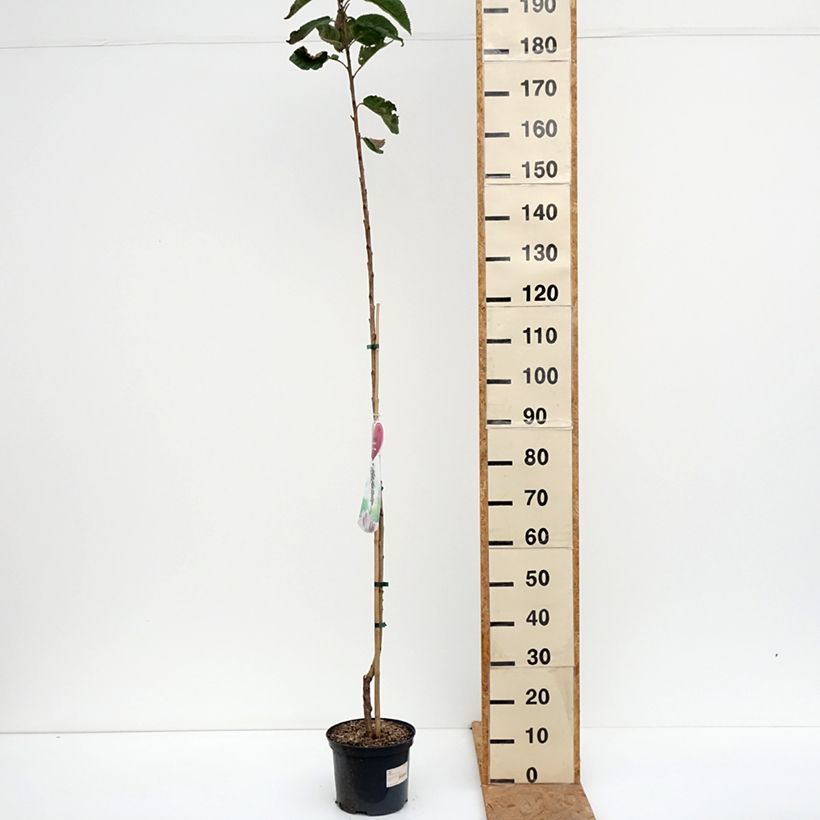 Prunus avium Sylvia - Cherry Tree 4L/5L pot, Columnar sample as delivered in autumn