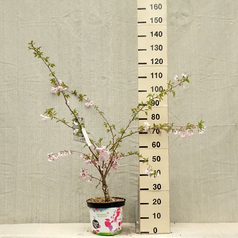 Prunus Accolade - Cherry 7.5L/10L pot sample as delivered in spring