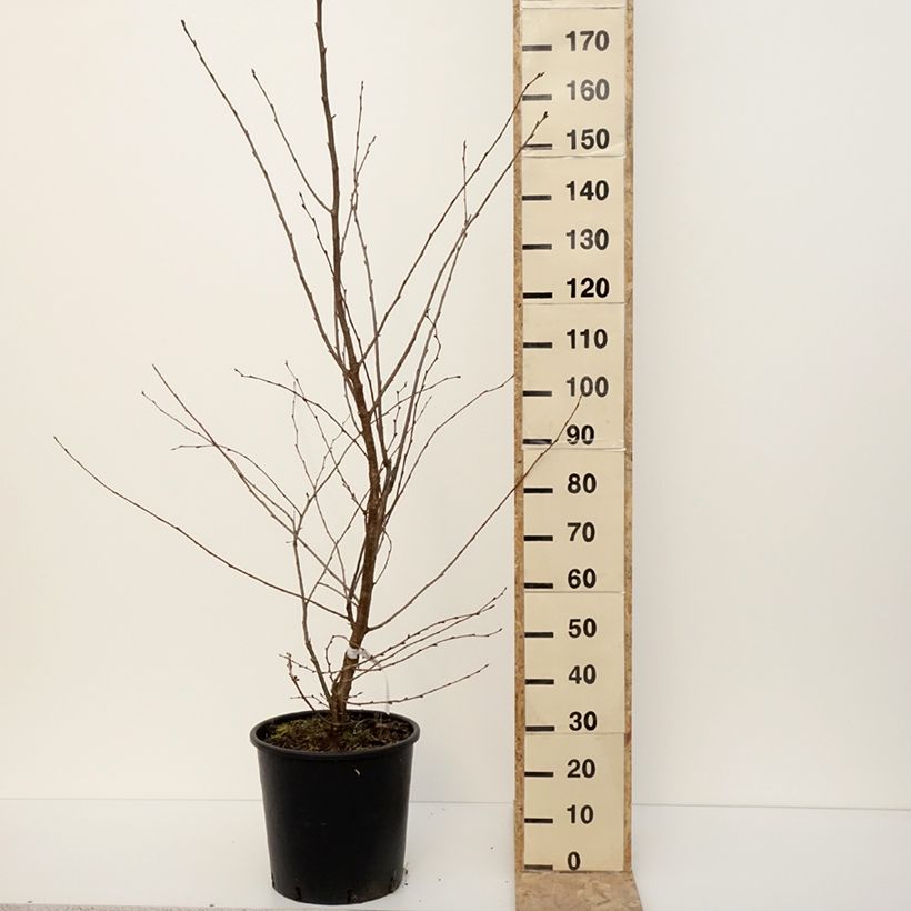 Prunus Accolade - Cherry 18L/20L pot sample as delivered in winter