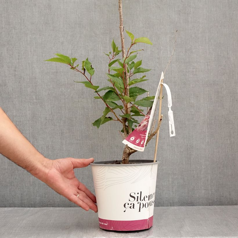 Cerisier du Japon - Prunus Accolade Pot de 4L/5L sample as delivered in summer