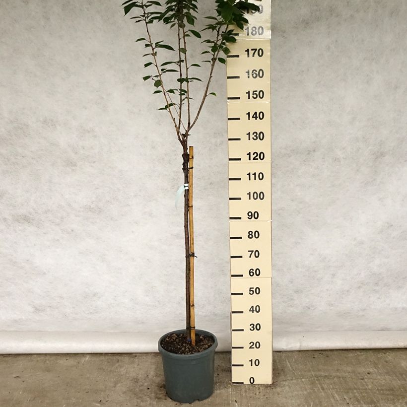 Prunus serrulata Kanzan - Japanese Cherry 7.5L/10L pot sample as delivered in spring