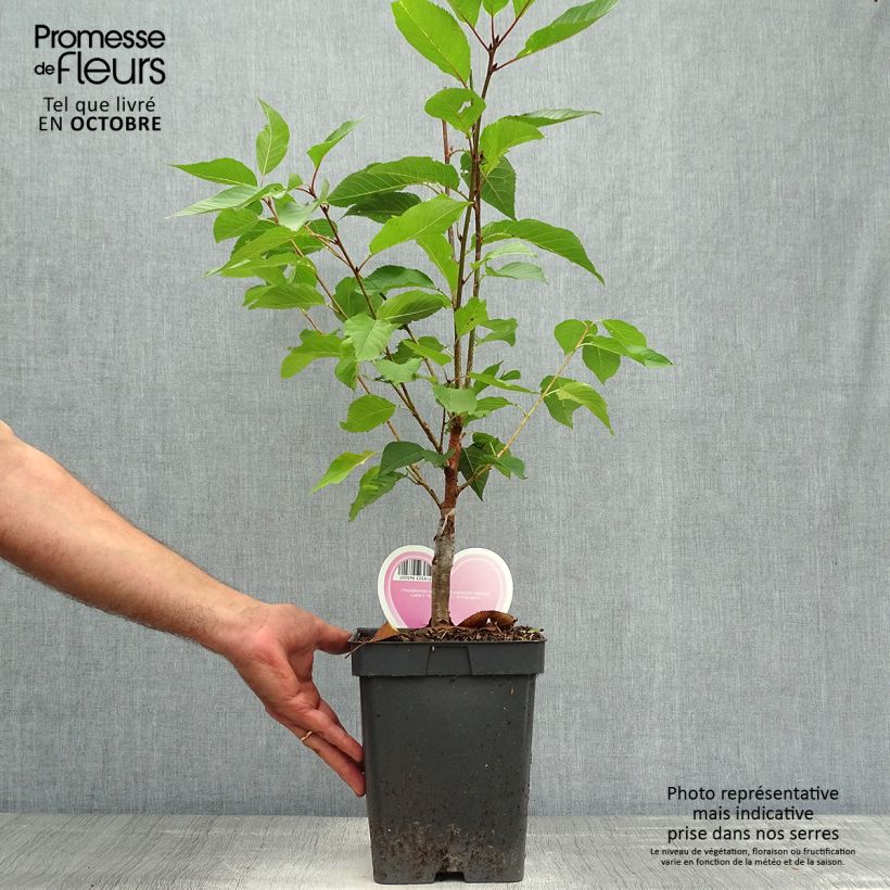 Prunus serrulata Kanzan - Japanese Cherry 4L/5L pot sample as delivered in autumn