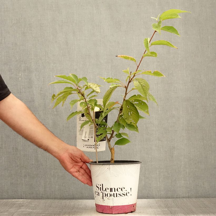 Prunus serrulata Kanzan - Japanese Cherry 4L/5L pot, Bush sample as delivered in summer