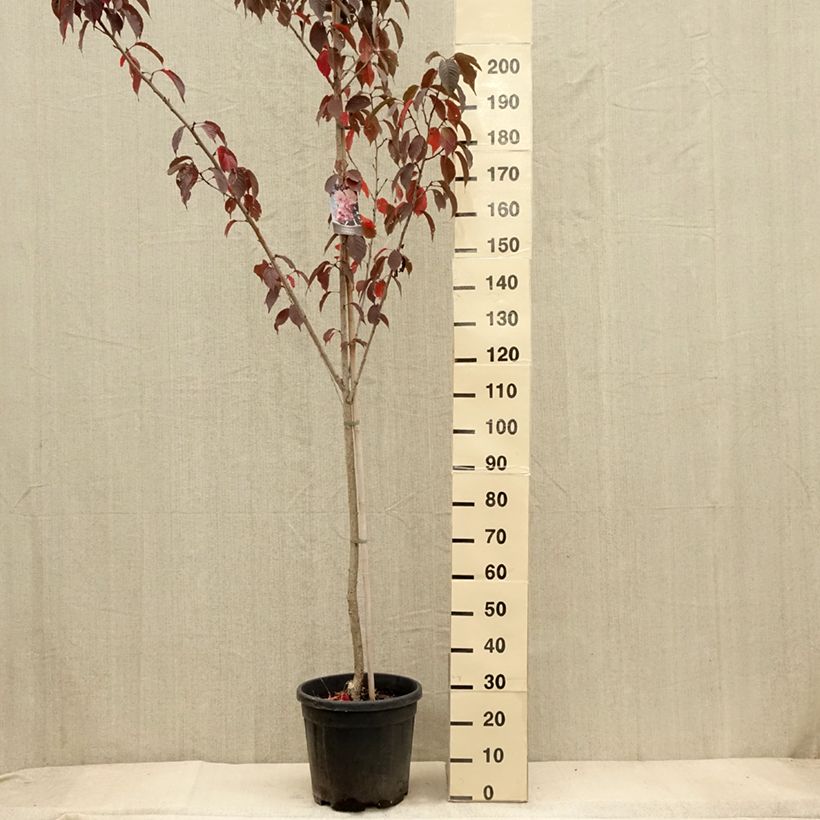 Prunus serrulata Royal Burgundy - Japanese Cherry 7.5L/10L pot sample as delivered in autumn