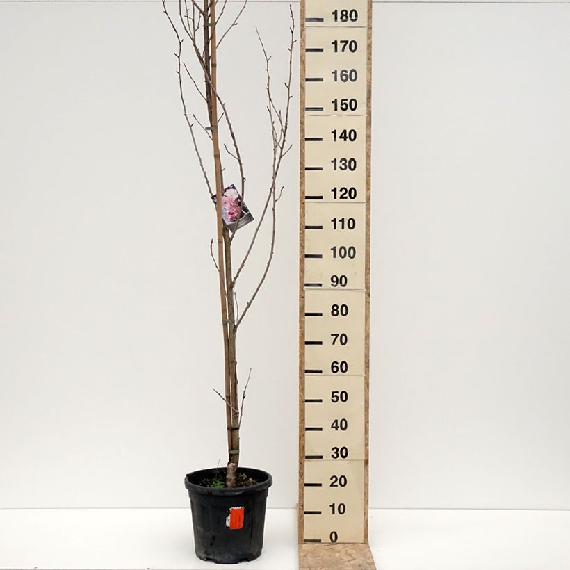 Prunus serrulata Royal Burgundy - Japanese Cherry 7.5L/10L pot sample as delivered in winter