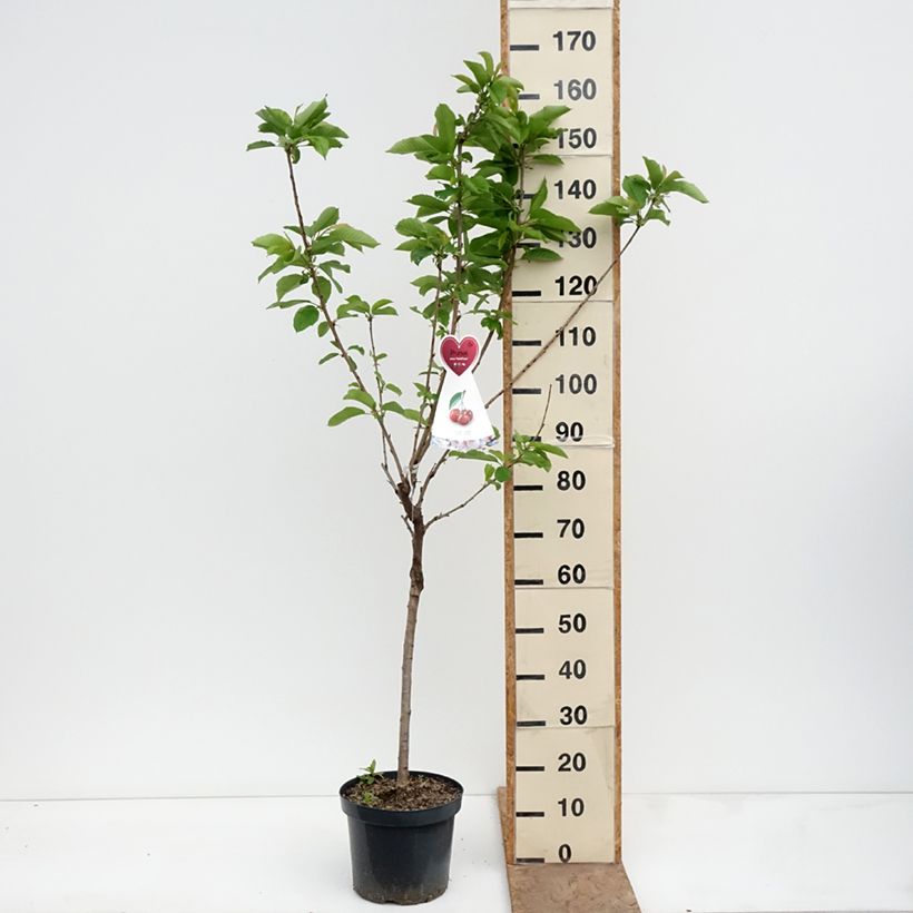 Prunus avium Bigarreau - Hedelfingen and Napoleon grafted on the same rootstock. 7.5L/10L pot sample as delivered in spring