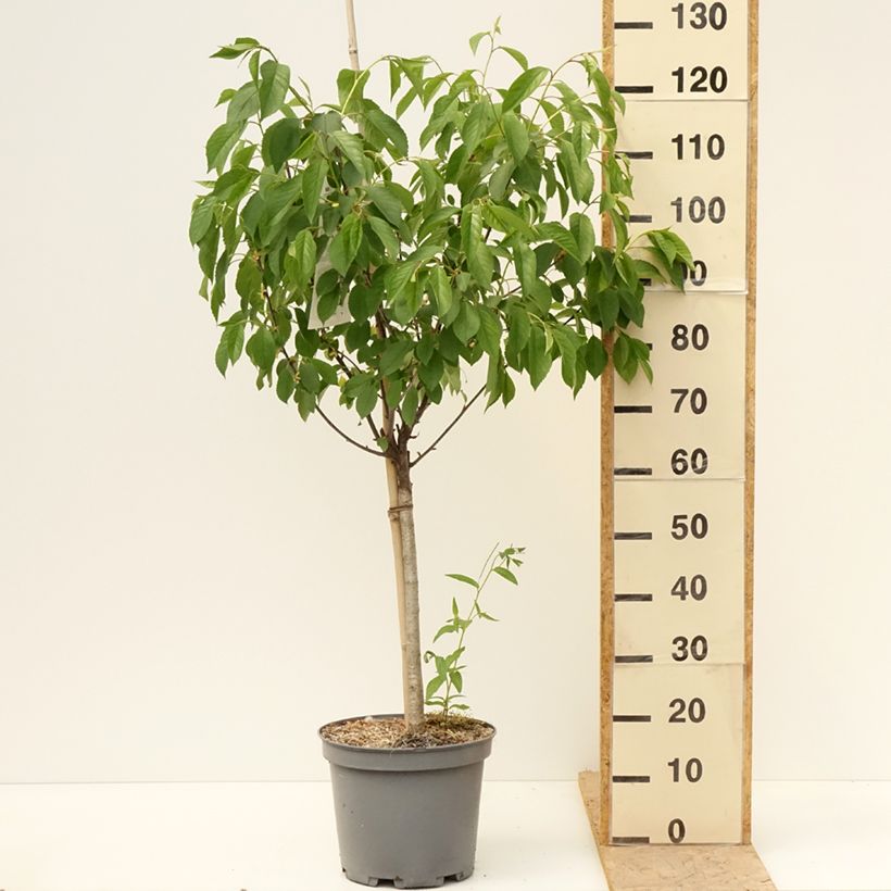 Prunus cerasus Griottier Griotte de Montmorency -Tart Cherry Tree 7.5L/10L pot, Goblet sample as delivered in spring