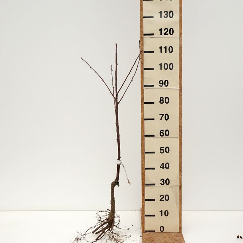 Prunus cerasus Guindoux des Charentes - Organic Tart Cherry Tree sample as delivered in winter